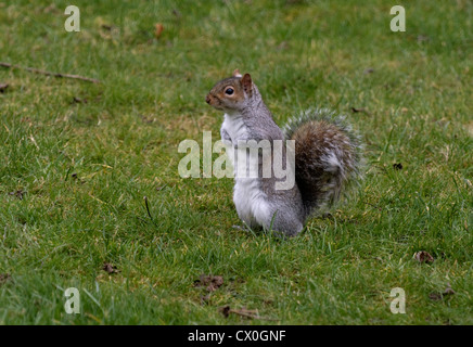 Image of a grey squirrel standing up on it`s hind legs in the garden  looking around. Stock Photo